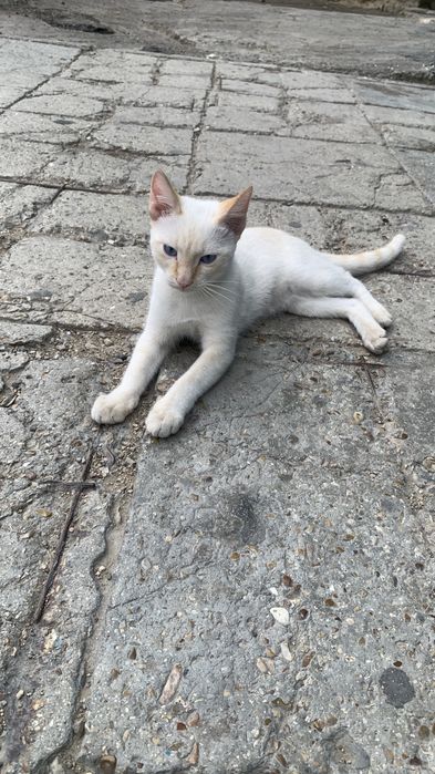 Кот Сиамский ред поинт заберите пожалуйста