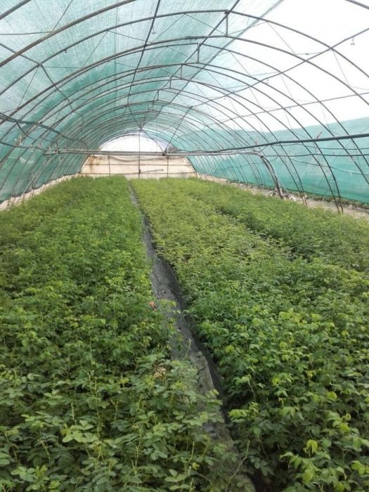 Разсад етеричномаслени растения - роза дамасцена, розмарин