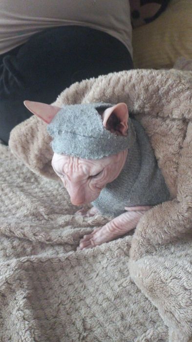 Продам кота Сфинкс