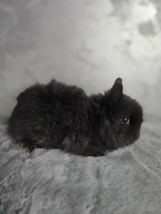 lepurasi din rasa Cap de Leu