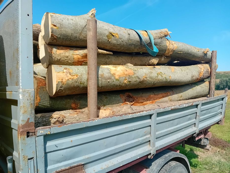 Vand lemn pentru foc de esenta tare, fag