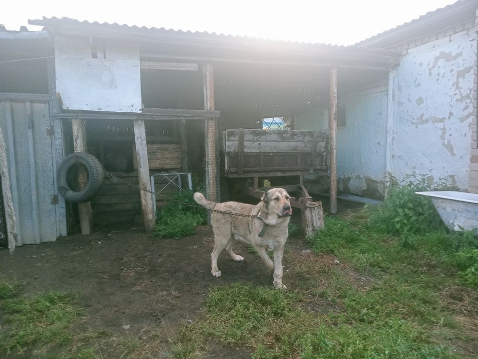 Алабай собака хорошая