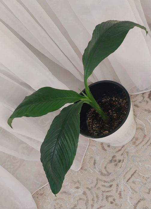 Домашние комнатные цветы