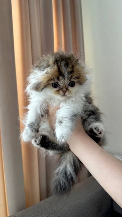 Кот на вязку Британский длинношерст