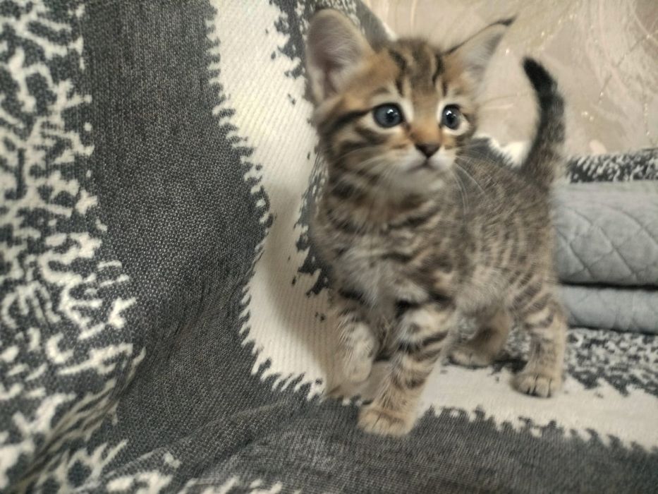 Котёнок в хорошие руки