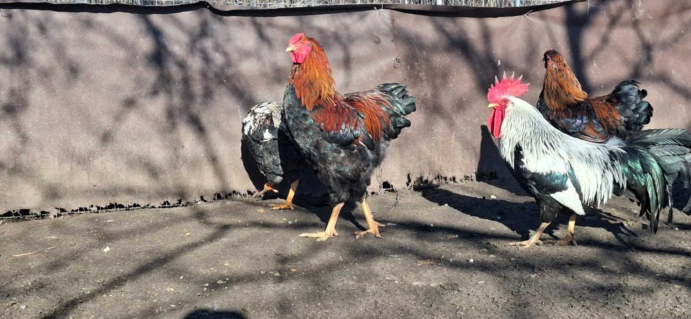Disponibil cocosi Wyandotte,Australorp,Italiene.