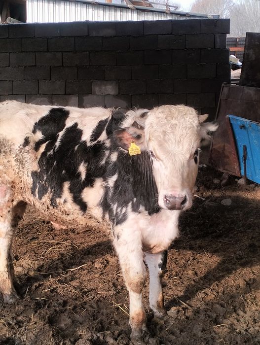 Сельхозживотное бык