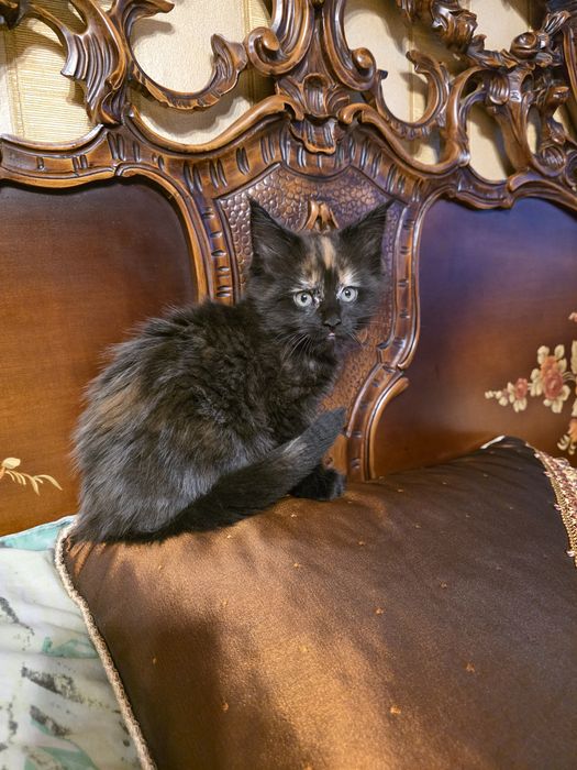 Мейн  куун котета
