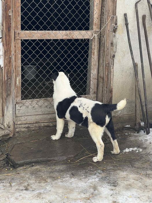 Femela asia centrala