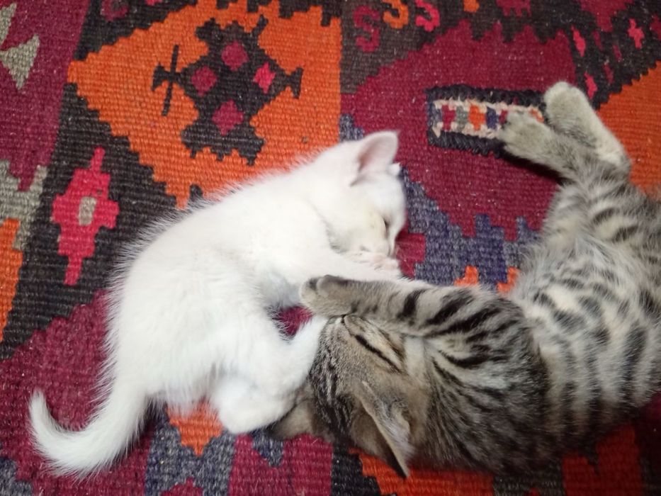 отдаются котята в добрые руки