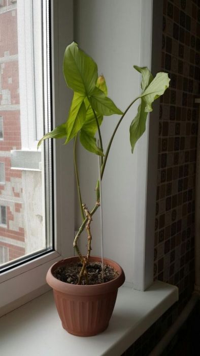 Комнатные растения, цветы