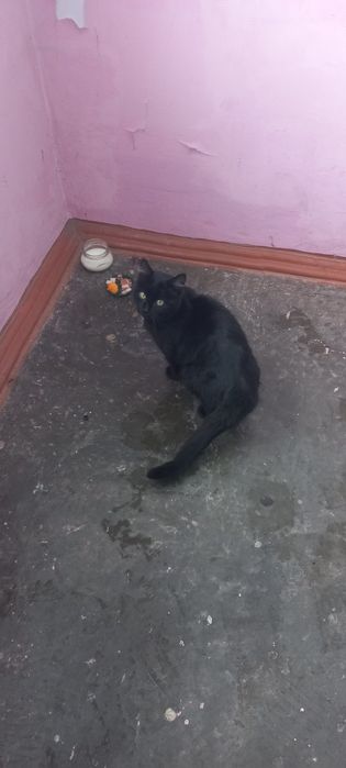 Котёнок ищет дом