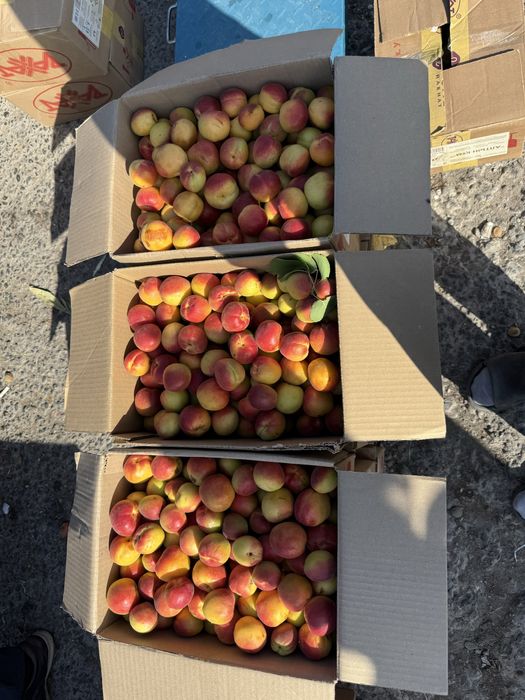 Натуральный сок”Өрік жемісі”