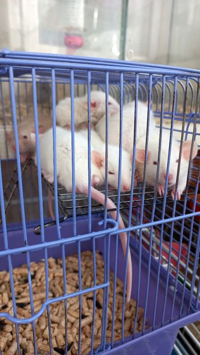 Крыски рекс сиам