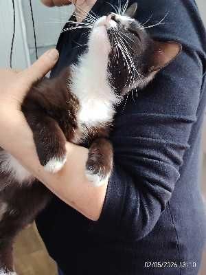 pisicute spre adoptie livrez la domiciliu