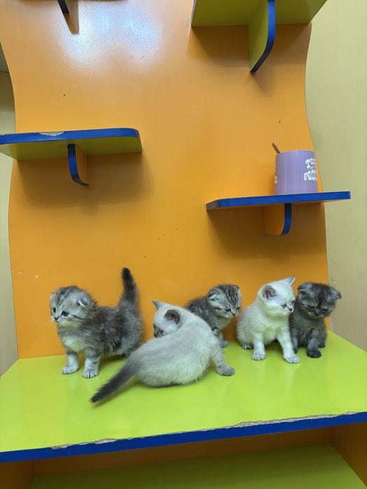 Шотландские котята