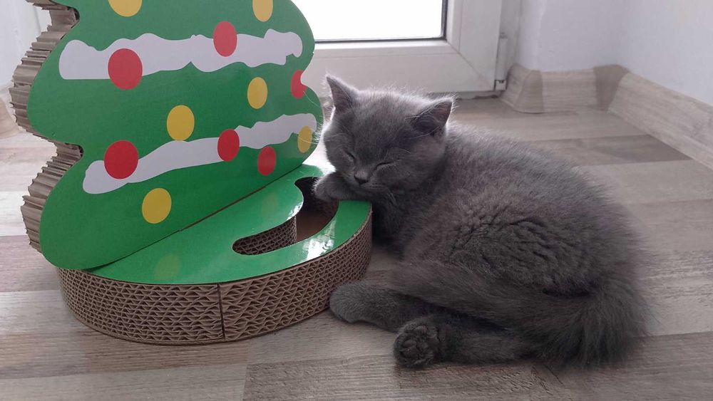 Британско късокосместо коте (м)