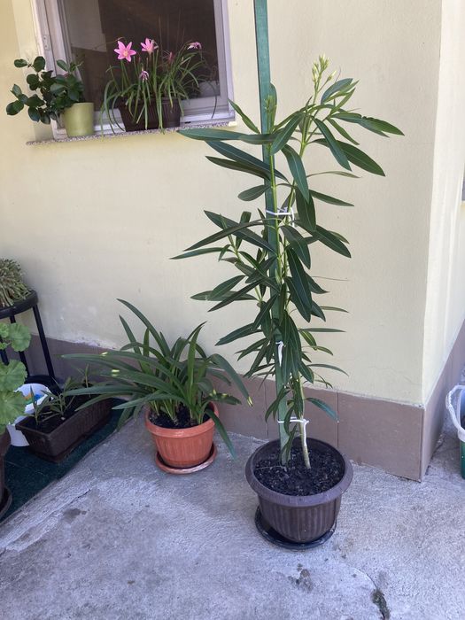 Floare de Leandru Nerium