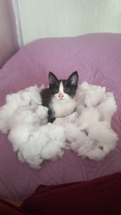 Отдам котенка девочка в добрые