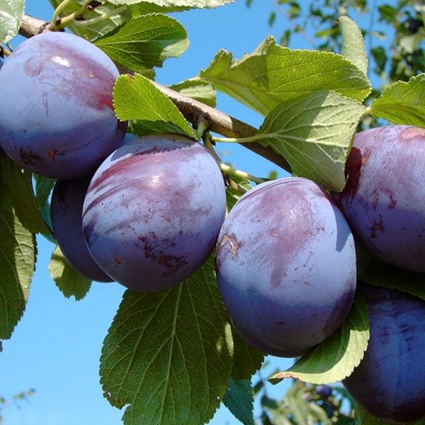 Puieti pomi fructiferi