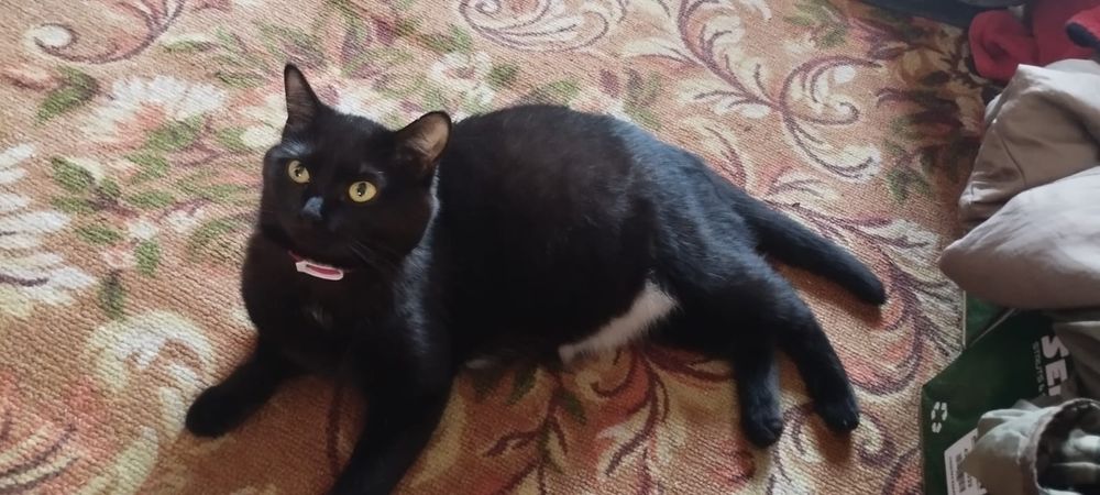 Котята 1.5 месяца