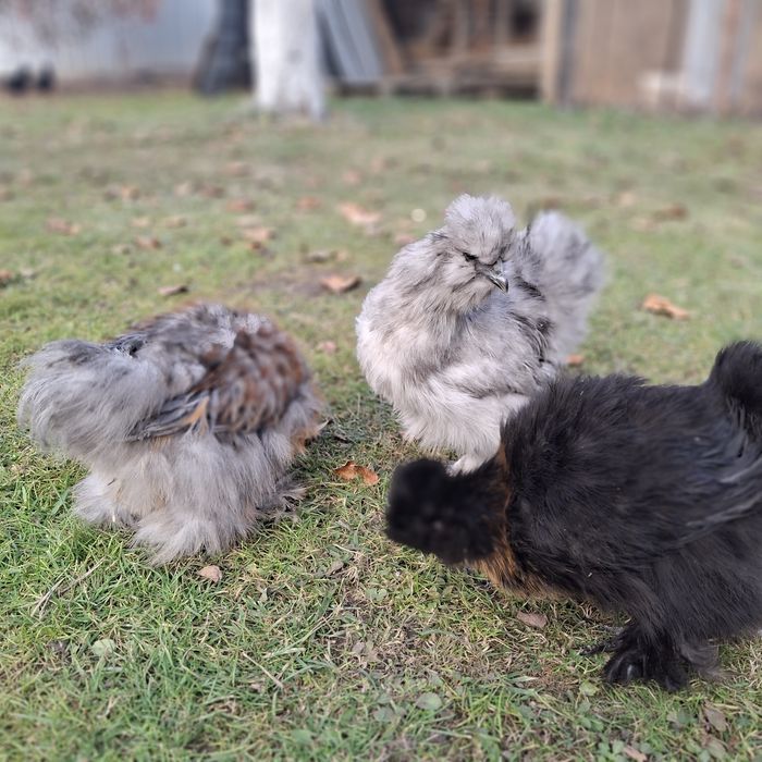 Китайские шёлковые куры