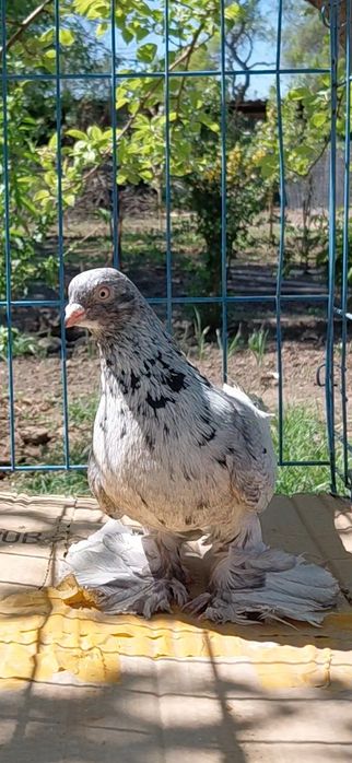 Голуби игровых кровей