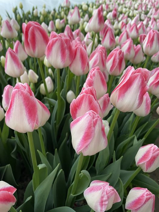 Тюльпаны оптом