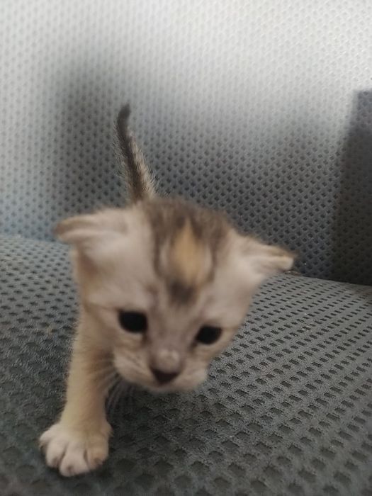 2 oylik bilan 1 yarim oylik