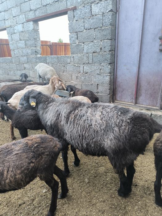 Продам кошкар кошкара баран бараны
