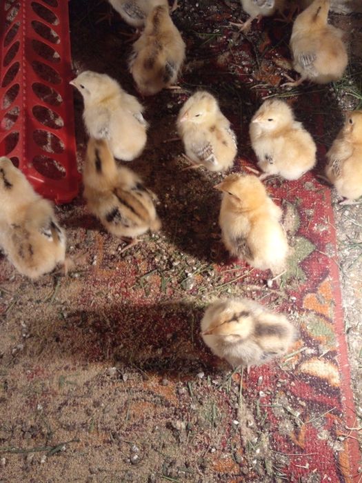 Продам цыплята. Домашние. Несушки