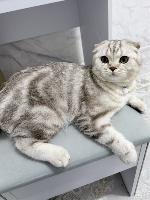 1 ёш скотиш фолд