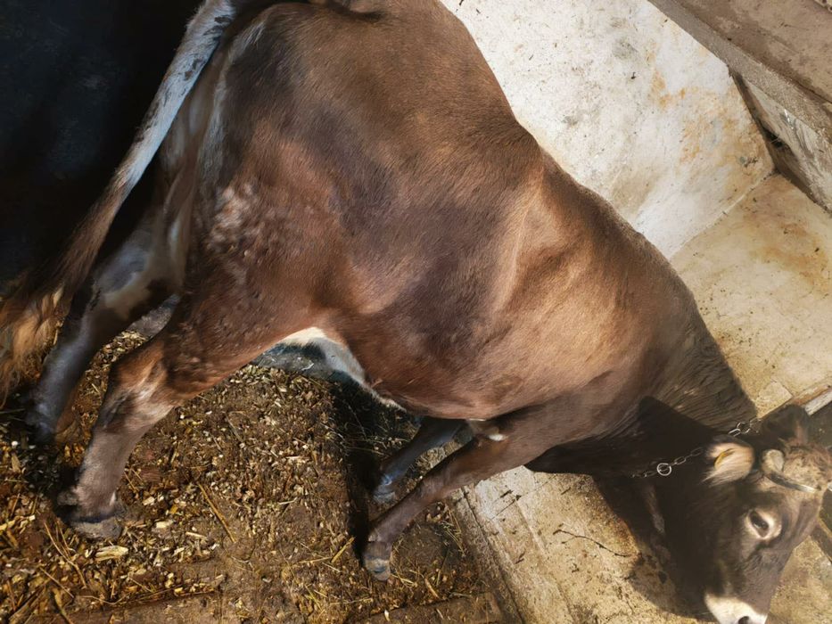 De vânzare vaca brună