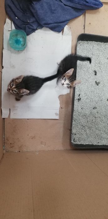 Подаряват се котенца с хигиенни навици