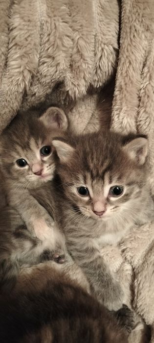 Отдам котят в добрые руки