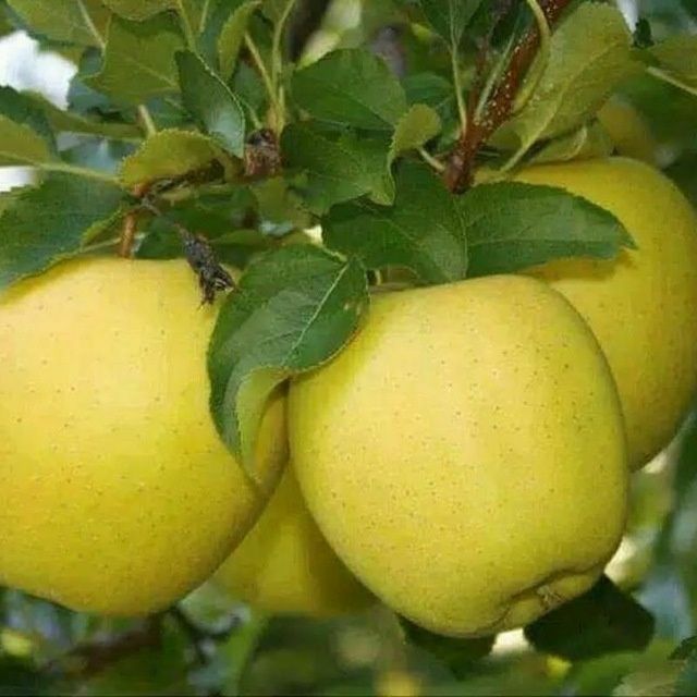 Жакси кощеттер бар