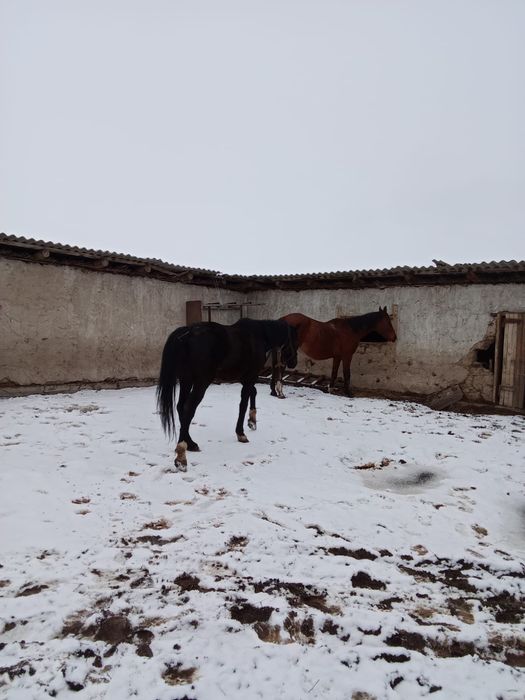 2 жүйрік ат сатылады