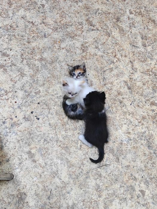 Отдаем котят в добрые руки