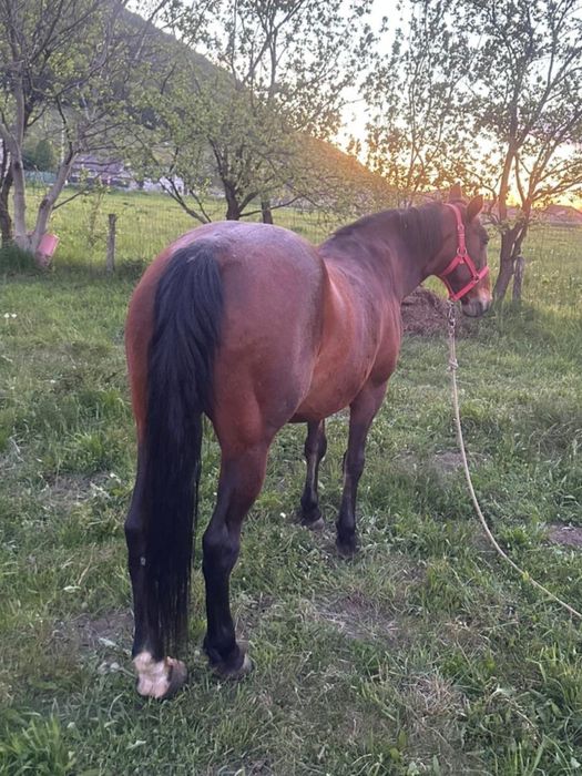 Iapa 8ani garantata de ham