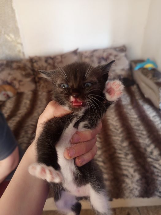 Одним только в хорошие руки