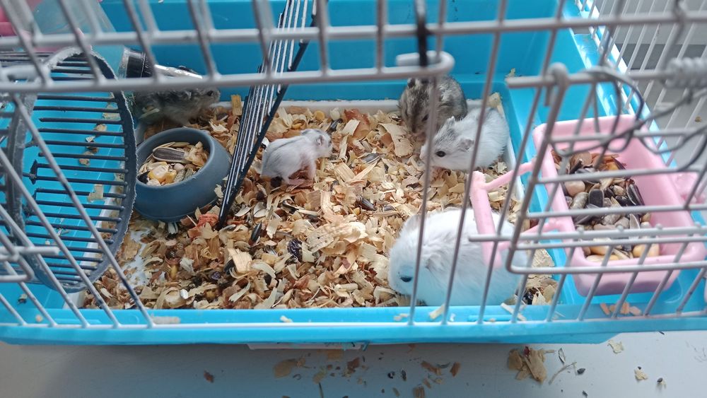 Продам хомяка джунгарского