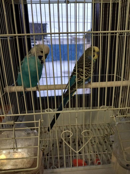Продам  попугаев  в  паре