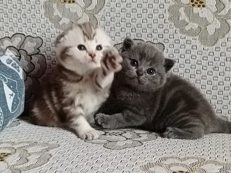 Вислоушки Нежные Плюшки.