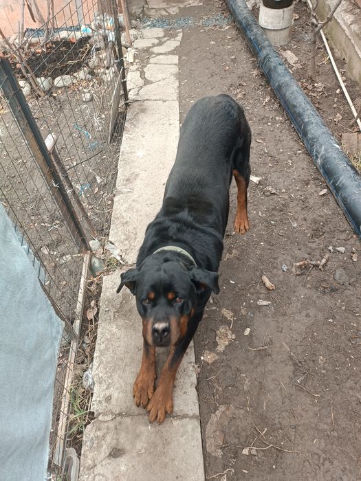 Вязка собак Ротвейлер