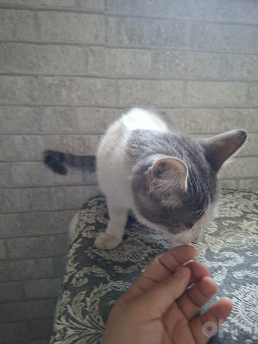 Отдаем  котенка  в добрые  руки