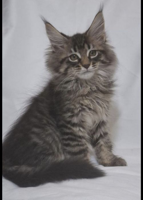 Котята  породы Мейн-кун