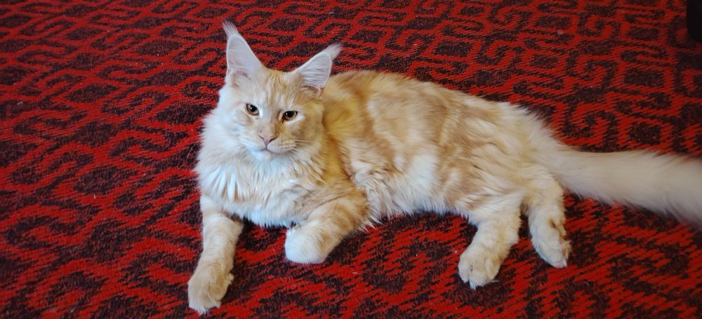 Продаётся красавчик мейн-кун любимцы