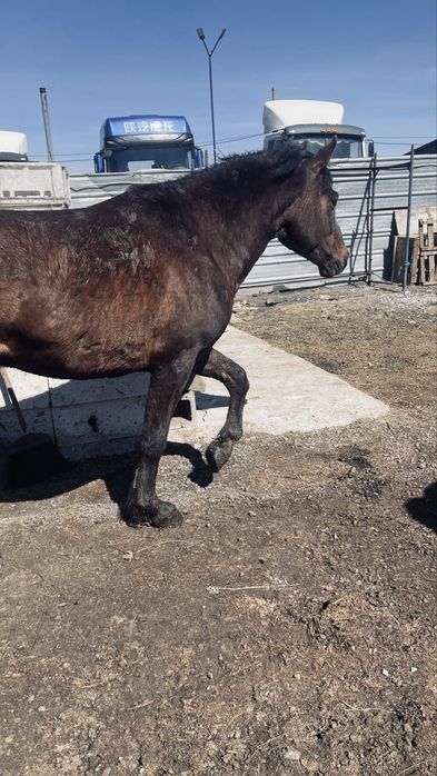 Продаются три жеребца