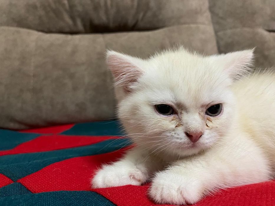 Котёнок Шотландский