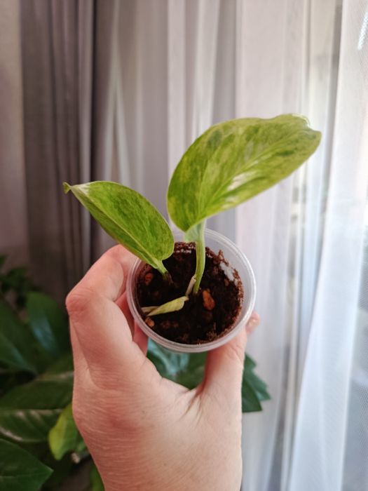 Продам комнатные цветы